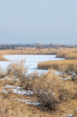 Donmuş gölde, bozkır sazlık. Nehrin Ili Kazakistan. Kapchagai Bakanas