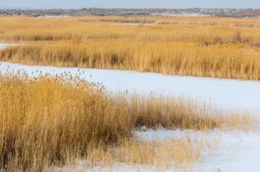 Donmuş gölde, bozkır sazlık. Nehrin Ili Kazakistan. Kapchagai Bakanas