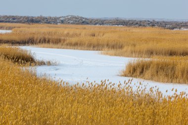 Donmuş gölde, bozkır sazlık. Nehrin Ili Kazakistan. Kapchagai Bakanas