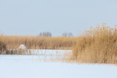 Donmuş gölde, bozkır sazlık. Nehrin Ili Kazakistan. Kapchagai Bakanas
