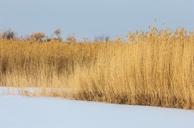 Donmuş gölde, bozkır sazlık. Nehrin Ili Kazakistan. Kapchagai Bakanas