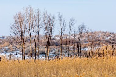 Donmuş gölde, bozkır sazlık. Nehrin Ili Kazakistan. Kapchagai Bakanas
