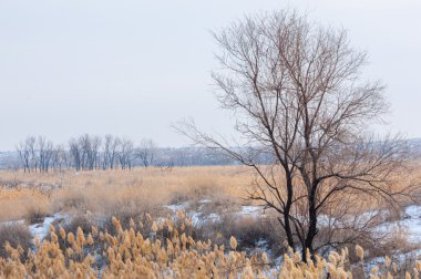 Donmuş gölde, bozkır sazlık. Nehrin Ili Kazakistan. Kapchagai Bakanas
