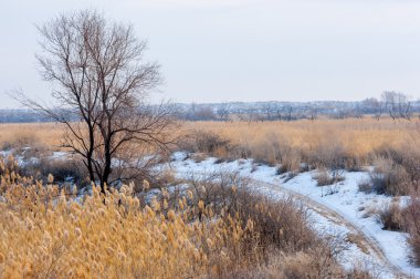 Donmuş gölde, bozkır sazlık. Nehrin Ili Kazakistan. Kapchagai Bakanas