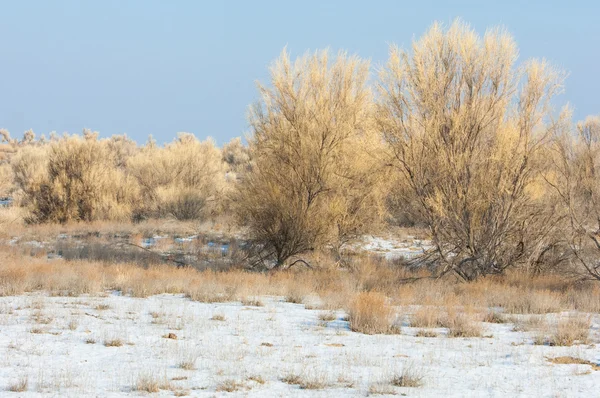 草原的冬天 Saksaul 哈萨克斯坦 Kapchagai Bakanas — 图库照片