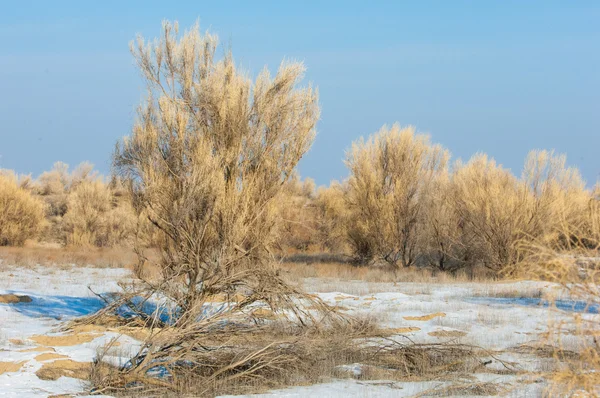 Steppenwinter Haloxylon Saksaul Winter Kasachstan Kapchagai Bakanas — Stockfoto