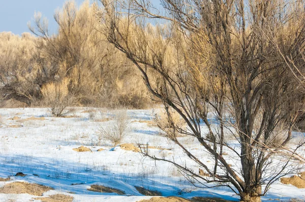 Взимку Степів Haloxylon Saksaul Зими Казахстан Kapchagai Bakanas — стокове фото