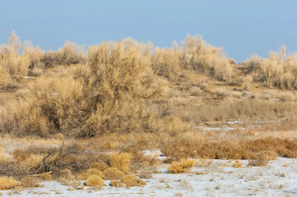 Степи Зимой Галоксилон Саксаульская Зима Казахстан Баканас Капчагай — стоковое фото