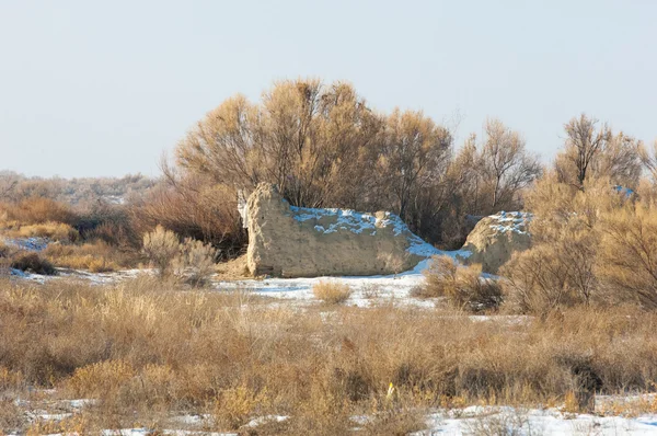 Estepas Invierno Haloxilón Saksaul Invierno Kazajstán Kapchagai Bakanas — Foto de Stock