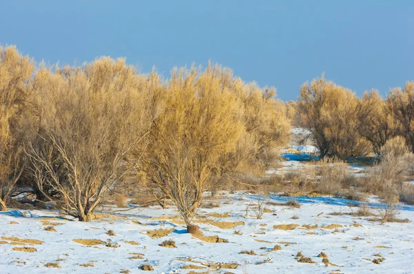 Estepas Invierno Haloxilón Saksaul Invierno Kazajstán Kapchagai Bakanas —  Fotos de Stock