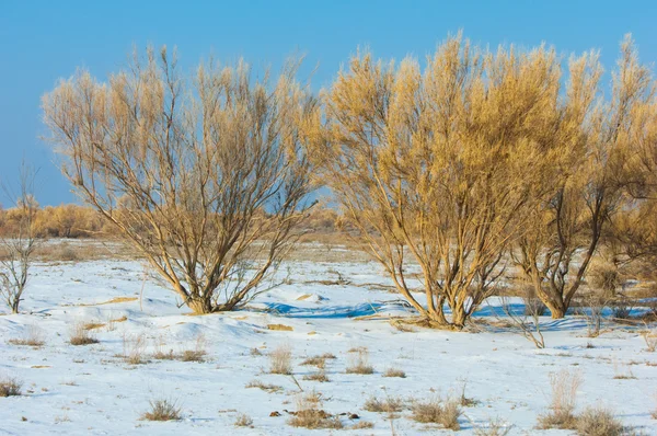 Bozkırlarında Kış Haloxylon Saksaul Kış Kazakistan Kapchagai Bakanas — Stok fotoğraf