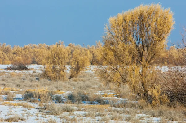 Steppenwinter Haloxylon Saksaul Winter Kasachstan Kapchagai Bakanas — Stockfoto