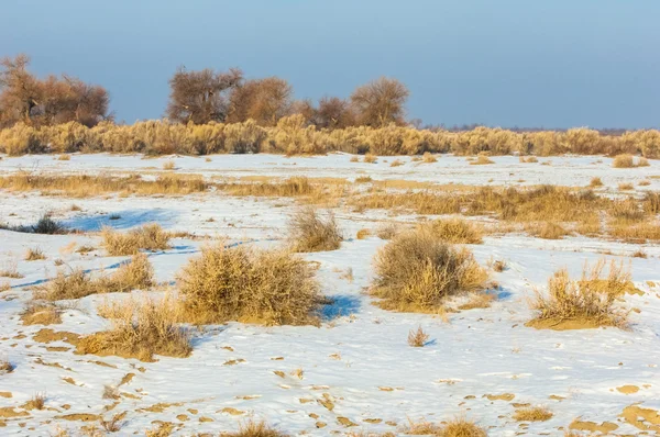 Steppenwinter Haloxylon Saksaul Winter Kasachstan Kapchagai Bakanas — Stockfoto
