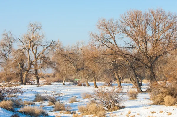Turanga Relict Ağaçları Kış Populus Heterophyllous Nehir Veya Kazakistan Kapchagai — Stok fotoğraf