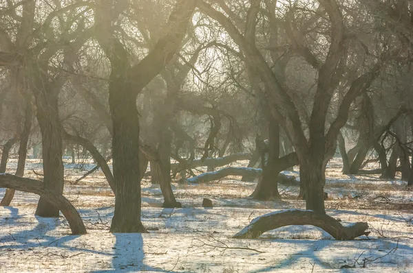 Turanga Relikt Bäume Winter Popus Heterophyllous Der Fluss Oder Kasachstan — Stockfoto