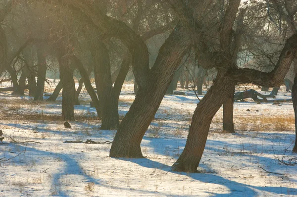 Turanga Relicto Árboles Invierno Populus Heterofílico Río Kazajstán Kapchagai Bakana — Foto de Stock