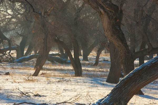 Turanga Relicto Árboles Invierno Populus Heterofílico Río Kazajstán Kapchagai Bakana — Foto de Stock