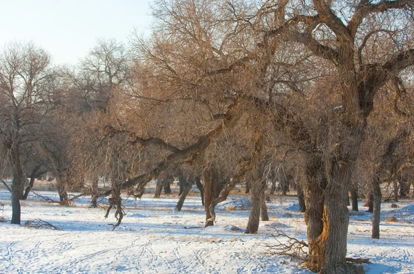 吐鲁安路在冬天使树木 杨树的小白杨 河流或哈萨克斯坦 Kpchagai Bakana — 图库照片
