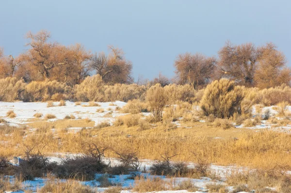 Stepy Zima Haloxylon Saksaul Zima Kazachstan Kapchagai Bakanas — Zdjęcie stockowe