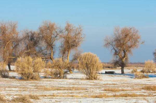 Turanga Relikt Träd Vintern Populus Heterophyllous Floden Eller Kazakstan Kapchagai — Stockfoto