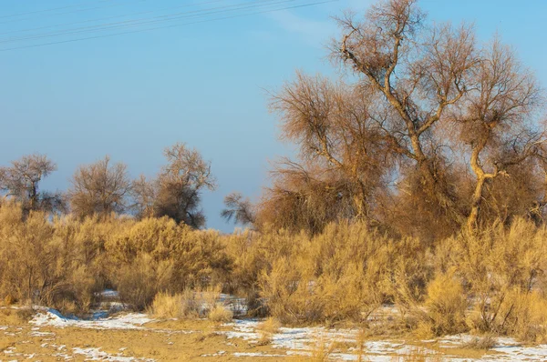 Turanga Relikt Träd Vintern Populus Heterophyllous Floden Eller Kazakstan Kapchagai — Stockfoto