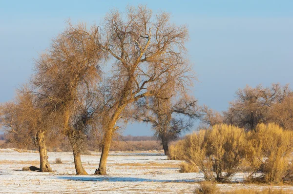 Turanga Relict Ağaçları Kış Populus Heterophyllous Nehir Veya Kazakistan Kapchagai — Stok fotoğraf