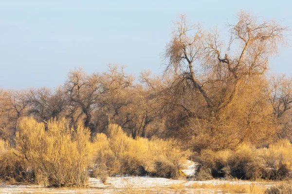 Turanga Reliktowych Drzewa Zimie Populus Heterophyllous Rzeka Czy Kazachstanu Kapchagai — Zdjęcie stockowe