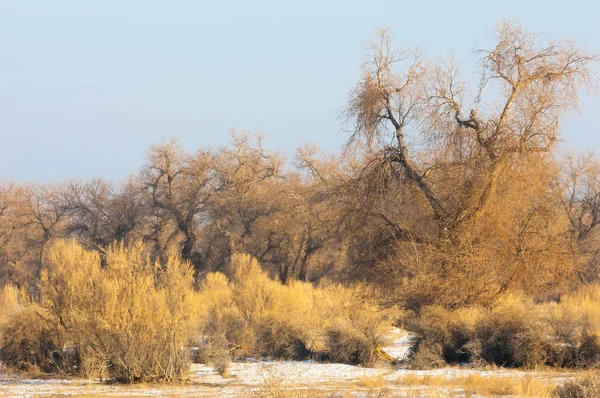 Turanga Relikt Bäume Winter Popus Heterophyllous Der Fluss Oder Kasachstan — Stockfoto