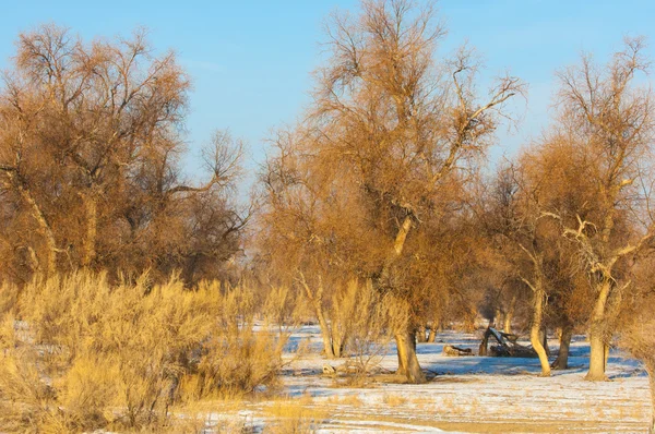 Turanga Relikt Träd Vintern Populus Heterophyllous Floden Eller Kazakstan Kapchagai — Stockfoto