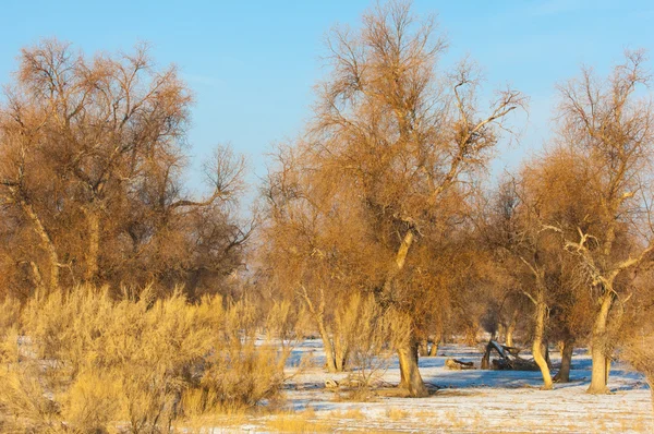 Turanga Reliktowych Drzewa Zimie Populus Heterophyllous Rzeka Czy Kazachstanu Kapchagai — Zdjęcie stockowe