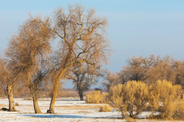 Turanga Relikt Bäume Winter Popus Heterophyllous Der Fluss Oder Kasachstan — Stockfoto