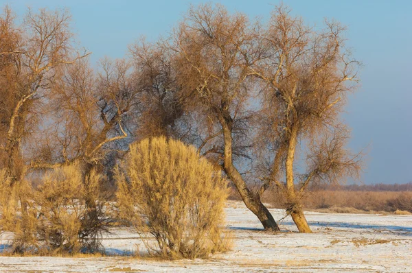 Turanga Relicta Árvores Inverno Populus Heterophyllous Rio Cazaquistão Kapchagai Bakana — Fotografia de Stock