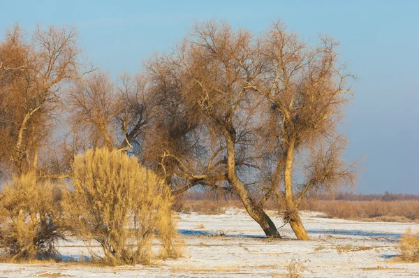 Туранга Реликтовые Деревья Зимой Populus Heterophyllous Река Казахстан Бакана Капчагай — стоковое фото