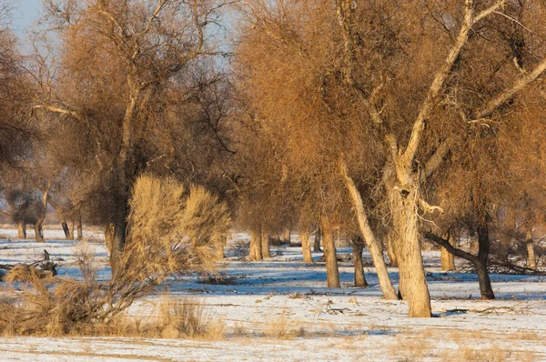 Turanga Relikt Bäume Winter Popus Heterophyllous Der Fluss Oder Kasachstan — Stockfoto