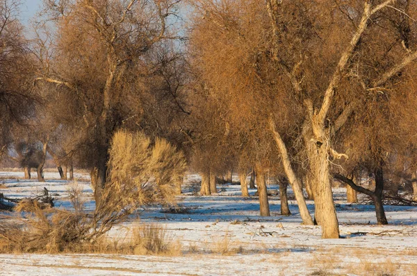 Turanga Relikt Bäume Winter Popus Heterophyllous Der Fluss Oder Kasachstan — Stockfoto