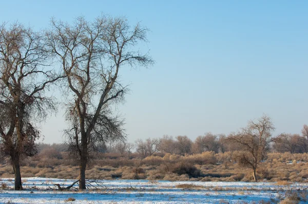 Turanga Relicto Árboles Invierno Populus Heterofílico Río Kazajstán Kapchagai Bakana —  Fotos de Stock