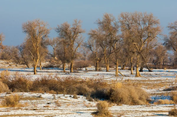 Turanga Relitti Alberi Inverno Populus Eterofilla Fiume Kazakistan Kapchagai Bakana — Foto Stock