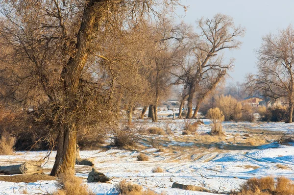 Turanga Relikt Träd Vintern Populus Heterophyllous Floden Eller Kazakstan Kapchagai — Stockfoto