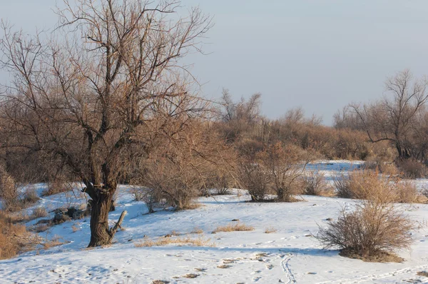 Die Steppe Winter Den Fluss Oder Kasachstan Kapchagai Bakanas — Stockfoto