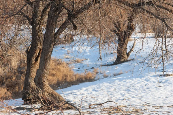 Kış Nehir Veya Kazakistan Bozkır Kapchagai Bakanas — Stok fotoğraf