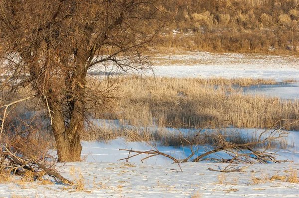 Steppa Inverno Fiume Kazakistan Kapchagai Bakanas — Foto Stock