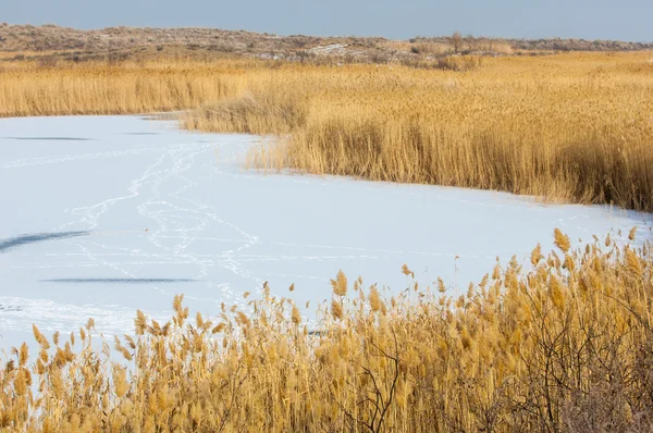 Reed Lago Congelado Estepe Rio Ili Cazaquistão Kapchagai Bakanas — Fotografia de Stock