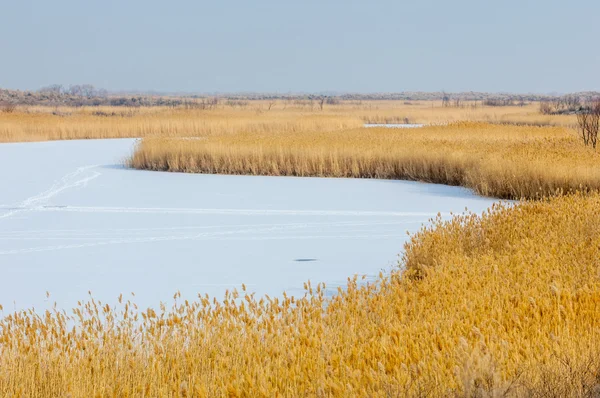 Reed Lago Congelado Estepe Rio Ili Cazaquistão Kapchagai Bakanas — Fotografia de Stock