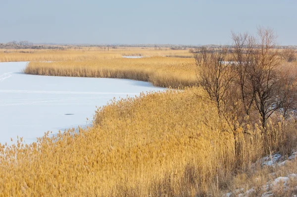 Schilf Einem Zugefrorenen See Der Steppe Der Fluss Ili Kasachstan — Stockfoto