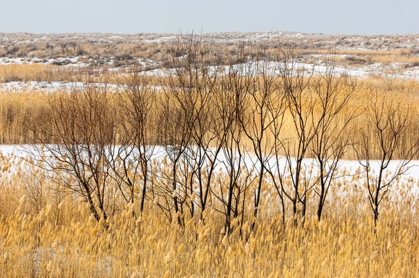 Schilf Einem Zugefrorenen See Der Steppe Der Fluss Ili Kasachstan — Stockfoto