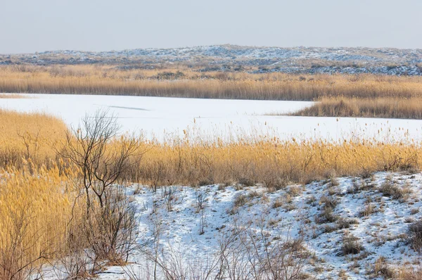 Donmuş Gölde Bozkır Sazlık Nehrin Ili Kazakistan Kapchagai Bakanas — Stok fotoğraf