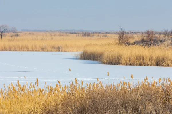 Очерету Замерзлому Озері Степ Річка Ілі Казахстан Kapchagai Bakanas — стокове фото