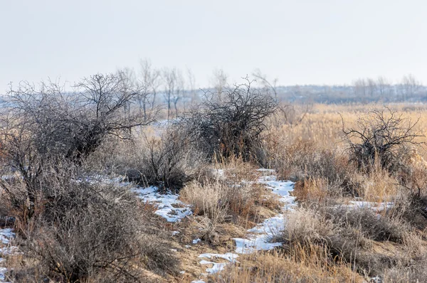 Schilf Einem Zugefrorenen See Der Steppe Der Fluss Ili Kasachstan — Stockfoto