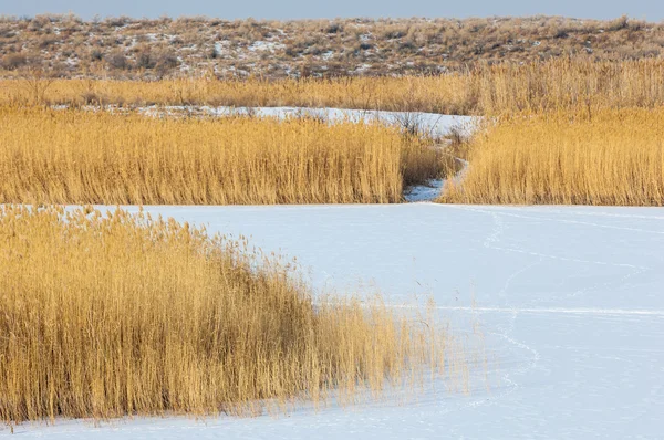 Schilf Einem Zugefrorenen See Der Steppe Der Fluss Ili Kasachstan — Stockfoto