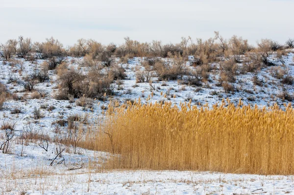 Schilf Einem Zugefrorenen See Der Steppe Der Fluss Ili Kasachstan — Stockfoto